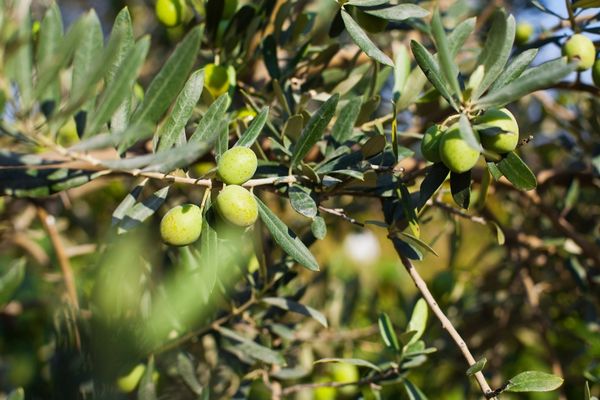 Zeytin Ağacı 1